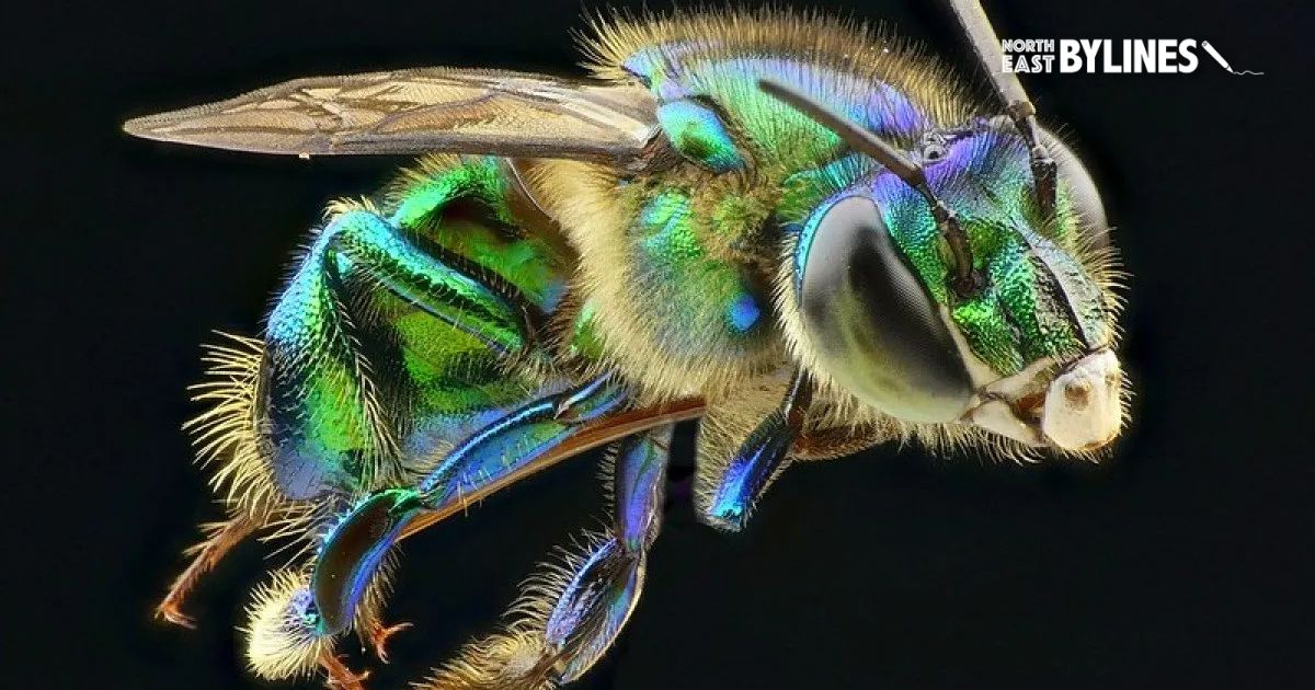 Climate change triggering global collapse in insect numbers: stressed ...