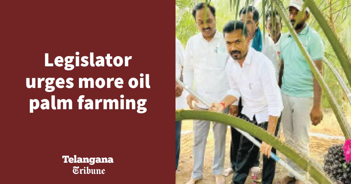 Legislator urges more oil palm farming